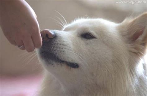 周公解梦，梦见狗死了的深层含义与预兆解析