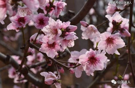 正桃花查法_正桃花什么时候出现,第9张