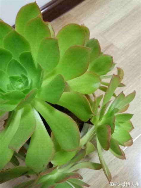 八字大运走帝旺运好吗_走帝旺运好不好,第6张 八字大运走帝旺运好吗_走帝旺运好不好,第6张