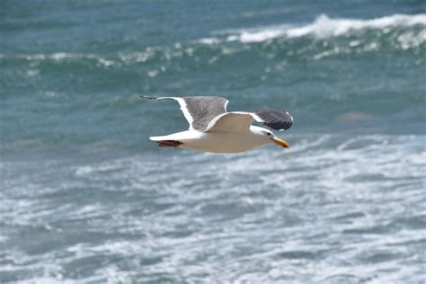 饿金命是什么意思_饿金命的贵人,第16张 饿金命是什么意思_饿金命的贵人,第16张