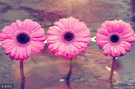 日柱查询表_日柱日元,第13张 日柱查询表_日柱日元,第13张