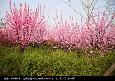 八字里最厉害的桃花_八字中带桃花的人特点,第7张