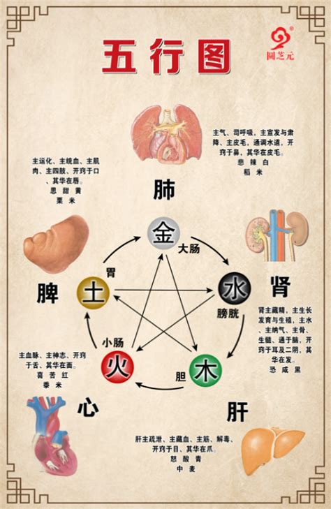 五脏与五行相对应肺属于什么_五脏与五行相对应其中肺属于,第6张