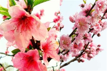 桃花劫是什么意思_桃花劫怎么化解,第6张