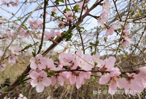 正缘桃花几朵最好_正缘桃花是不是命中注定,第2张