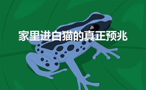 晚上猫来家里有什么预兆_白猫来家里有什么预兆,第3张