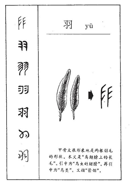 羽字五行属什么_羽字五行属什么和意义取名,第2张