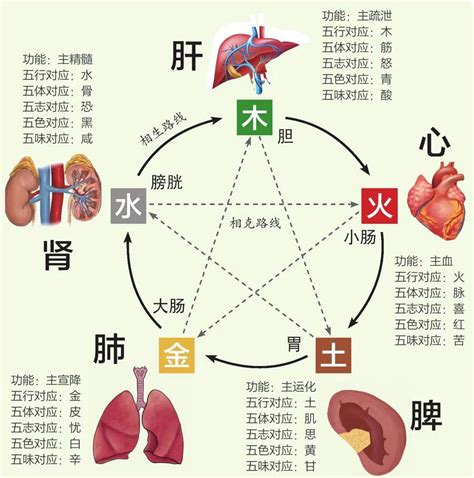 中医五行相生相克表_中医阴阳五行相生相克,第8张