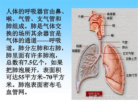 五脏与五行相对应肺属于什么_五脏与五行相对应其中肺属于,第4张