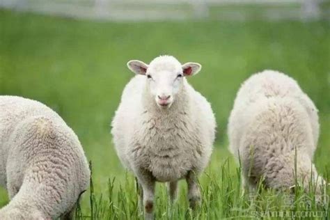 红鸾星动一定是正缘吗_红鸾星动是什么意思,第13张 红鸾星动一定是正缘吗_红鸾星动是什么意思,第13张