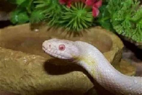 怀孕女人梦见蛇是好事还是坏事_怀孕女人梦见蛇是什么预兆,第3张 怀孕女人梦见蛇是好事还是坏事_怀孕女人梦见蛇是什么预兆,第3张