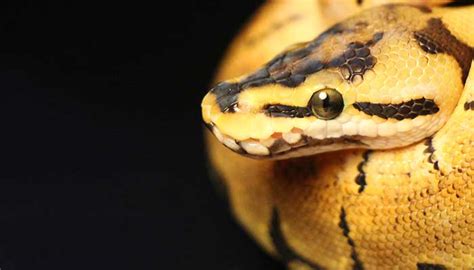 怀孕女人梦见蛇是好事还是坏事_怀孕女人梦见蛇是什么预兆,第4张 怀孕女人梦见蛇是好事还是坏事_怀孕女人梦见蛇是什么预兆,第4张