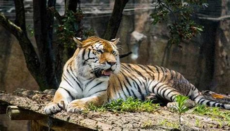 梦见老虎在身边却不伤人是什么预兆_梦见老虎但不伤人是什么寓意,第6张 梦见老虎在身边却不伤人是什么预兆_梦见老虎但不伤人是什么寓意,第6张