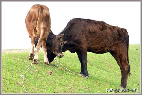 值日星宿关系查询_值日星宿关系查询表911,第17张 值日星宿关系查询_值日星宿关系查询表911,第17张