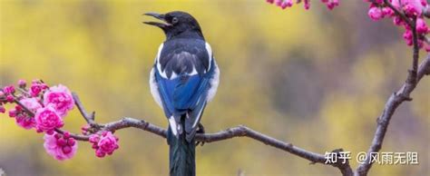 喜鹊叫有什么意思_喜鹊叫有什么好事,第7张 喜鹊叫有什么意思_喜鹊叫有什么好事,第7张